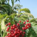 Sambucus racemosa 'Plumosa Aurea' fruit